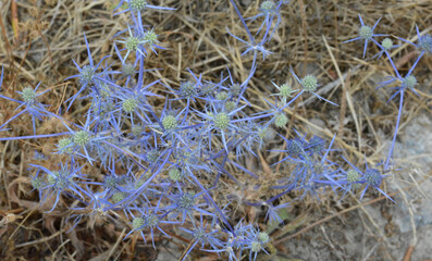 close up of flowers zakynthos