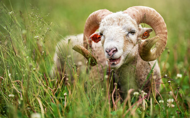 Sheep with twisted horns, mutton Traditional Slovak breed - Original Valaska resting in spring meadow grass