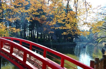 秋の風情　赤い橋　紅葉　風景