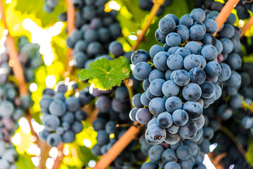 Grapes on the plantation of grapevines in Apulia, Italy
