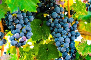 Grapes on the plantation of grapevines in Apulia, Italy