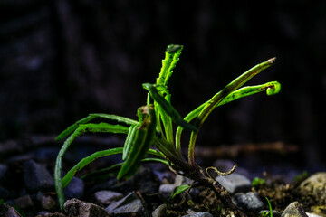 Makrofotografie von Insekten und Spinnen