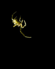Makrofotografie von Insekten und Spinnen
