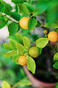 Fruits growing on dwarf orange tree in pot close up
