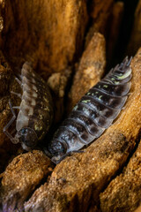 Kellerasseln im Versteck