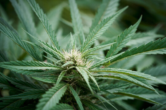 Macro closeup cannabis buds