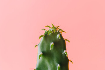 Close-up flat green cactus on a pink background. Minimal decoration plant on color background with copy space. Joyful color and stylish summer fine art for print and web design.