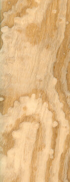 Macro photo of wood cross section Wood grain texture background