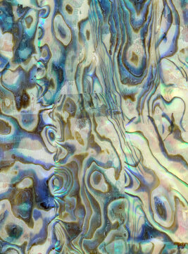 Macro photo of multicolored cockleshell texture background