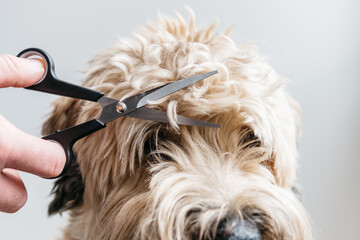 Dog Bang Trim