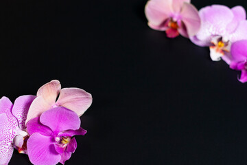 Orchid flowers in the corners of the screen. Dark background.