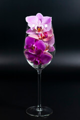 Purple Orchid flowers in an empty glass.