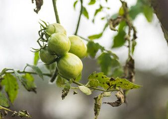 Green, immature fruits of tomato plants