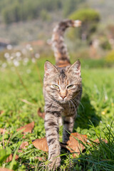 A cat walking in the middle of a field.