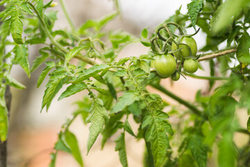 Green, immature fruits of tomato plants