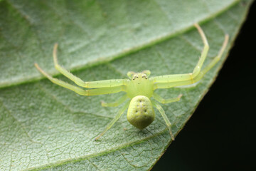 Spiders on wild plants, North China