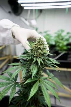 Medicinal Cannabis Plants