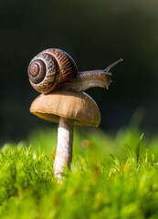 Macro photo of small brown snail sitting on the hat of fresh mushroom growing in the green mosses. © Natalia