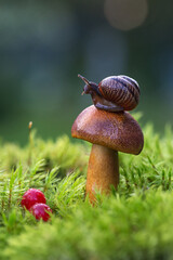 Macro photo of small brown snail sitting on the hat of fresh mushroom growing in the green mosses.