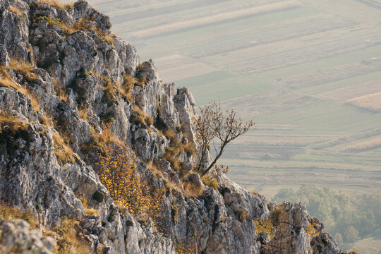 Tree hanging on steep cliff