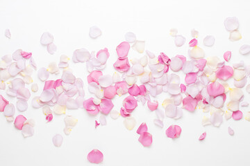 Pink rose flowers petals on white background. Flat lay, top view, copy space.