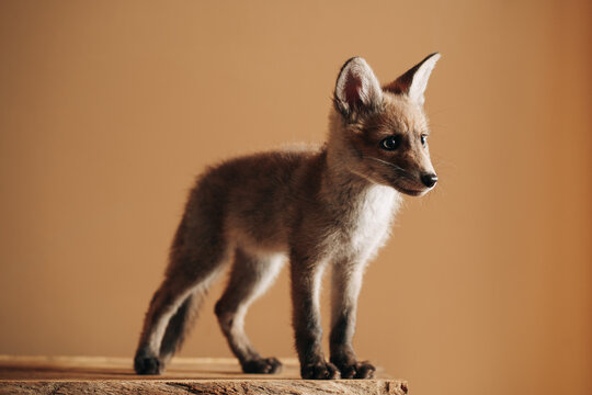 Portrait Of A Baby Fox