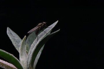 Makrofotografie von Insekten und Spinnen