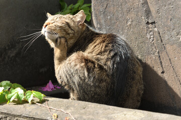 A stray cat scratching the head.