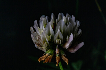 Makrofotografie von Blüten
