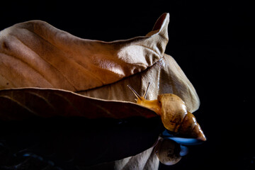 Caramujo e uma folha seca sobre uma superfície preta e reflexiva.