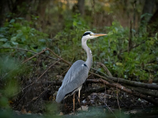 great blue heron in the marsh