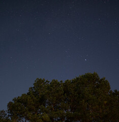 Fototapeta na wymiar Pine tree in moonlight with stars behind