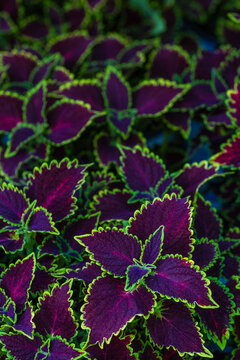 coleus