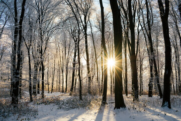 Sun setting in enchanted winter forest