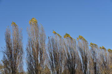 Row of poplar trees in the late autumn.