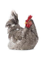 Surprised gray rooster isolated on white background.