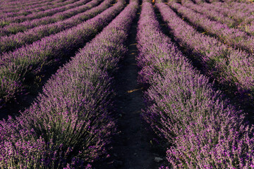 purple fragrant lavender flowers in the field before harvest