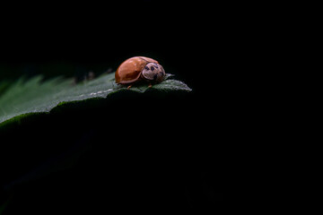 Makrofotografie von Insekten und Spinnen