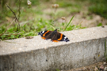beautiful butterfly sitting on the wall in the park