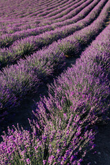Plakat purple fragrant lavender flowers in the field before harvest