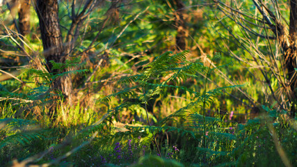 Paysage forestier représentant des fougères aux feuilles bien vertes, photographiées pendant l'heure dorée