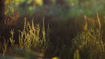 Belle lumière durant l'heure dorée, entre deux rangées de pins, dans la forêt des Landes de Gascogne