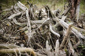 
dried twigs on a cut tree