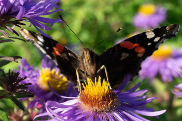 Makrofotografie von Insekten und Spinnen