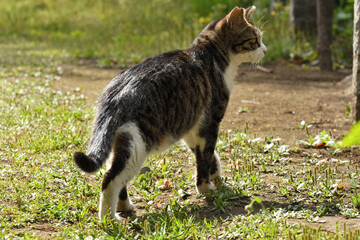 Stray cats patrol the forest.