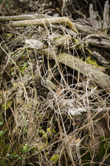 
dried twigs on a cut tree
