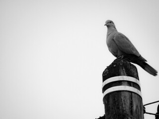 pigeon on a fence