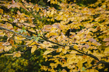 
yellow leaves grow on the bush in the forest
