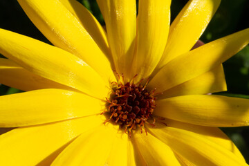 Makrofotografie von Blüten