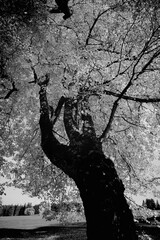 Baum mit herbstlichen Laub in schwarz weiß
